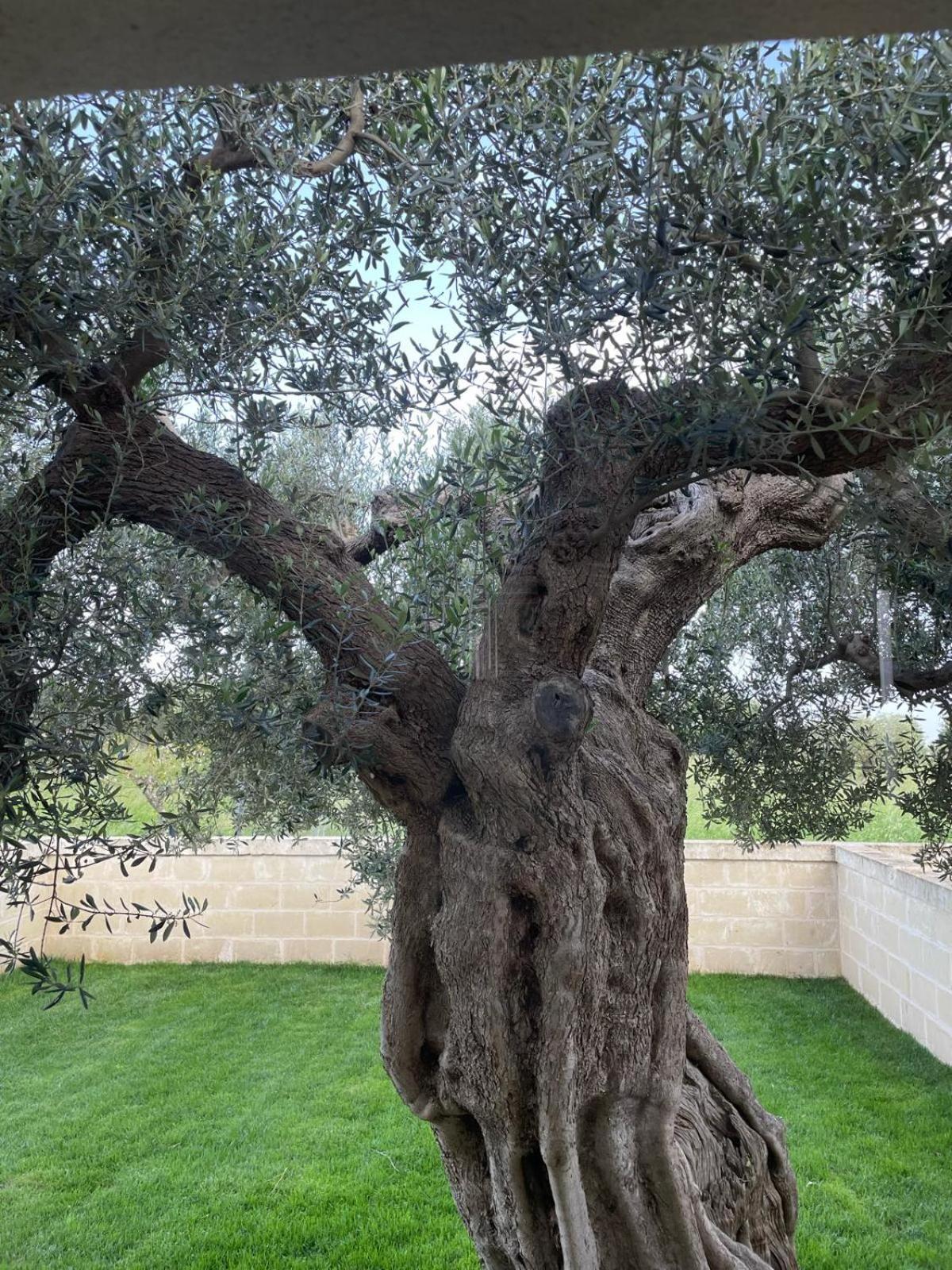Masseria Fanizzi Alloggio per agriturismo *
